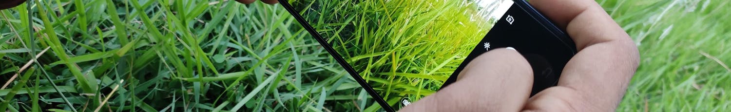 Person,Taking,Photo,Of,A,Grass.